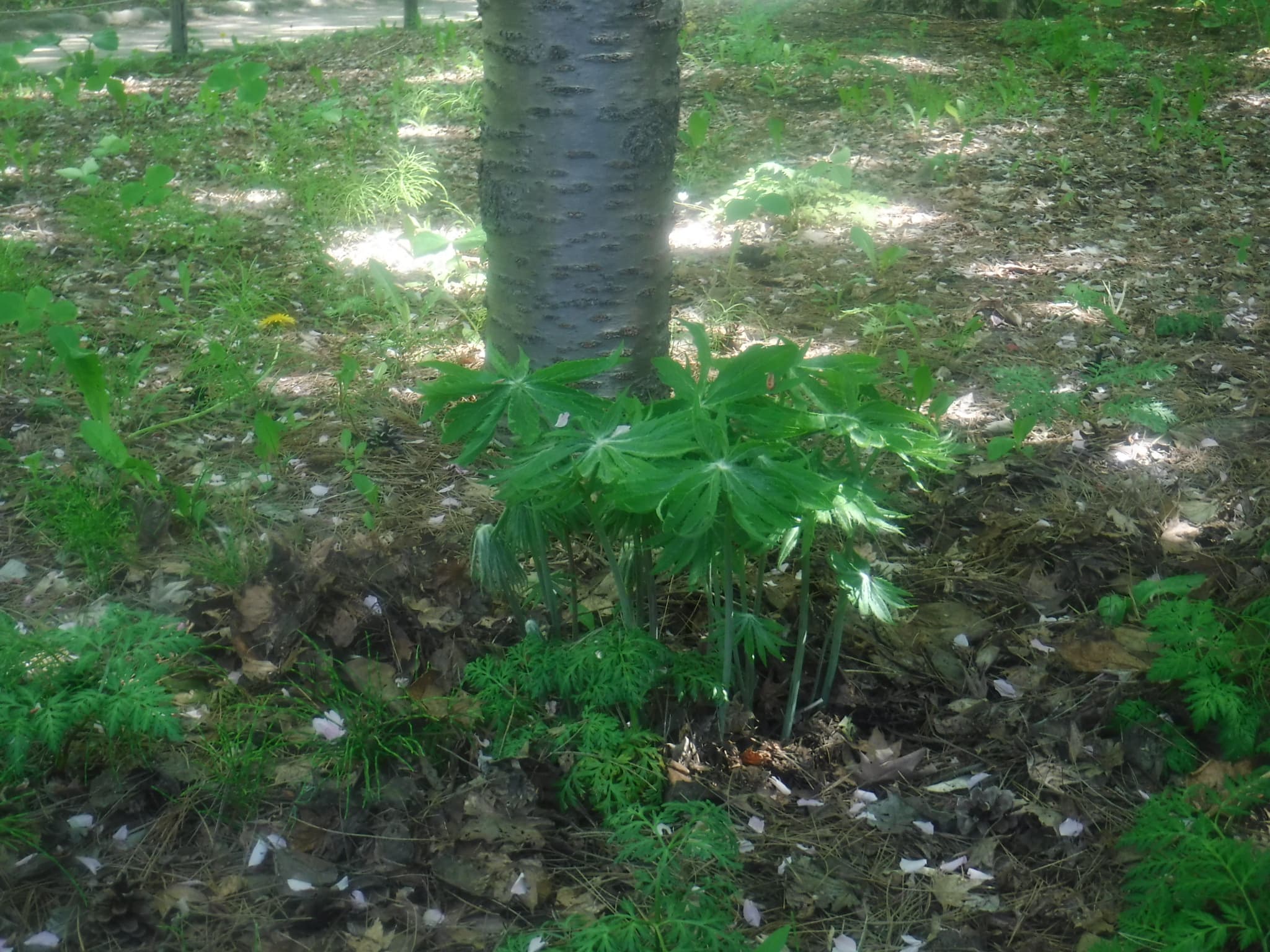 日本庭園のヤブレガサ