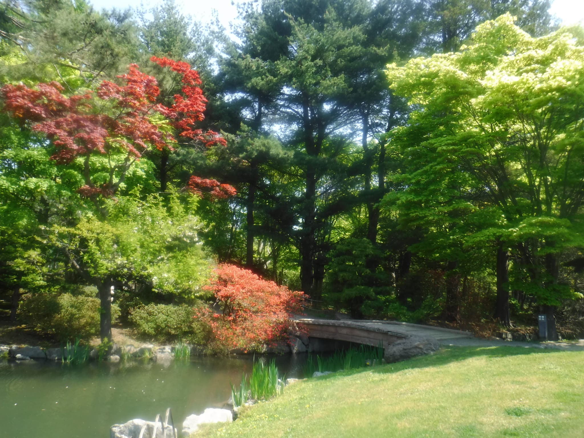 日本庭園のヤマツツジ