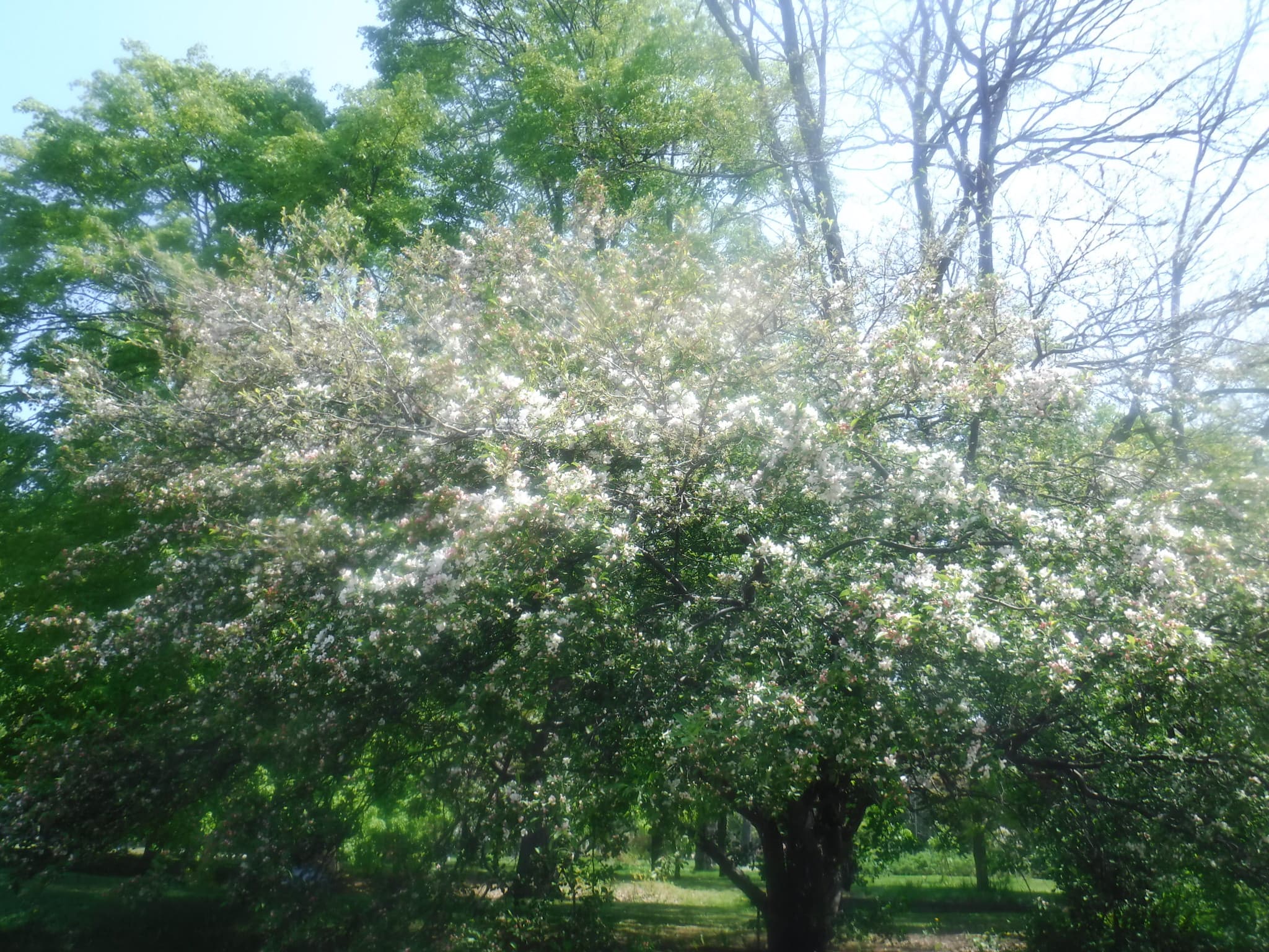 オオバナキンロウバイ