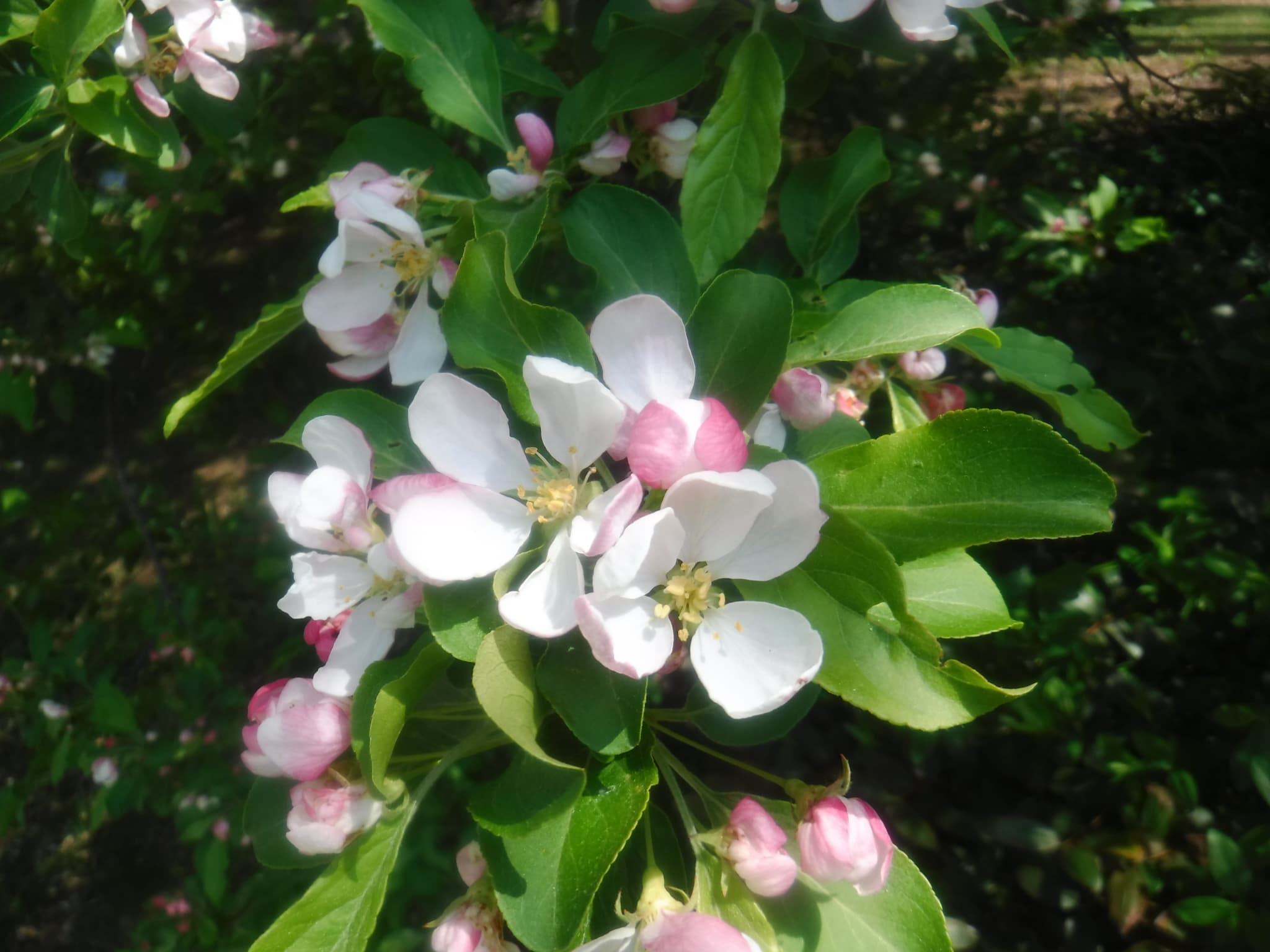 オオバナキンロウバイ