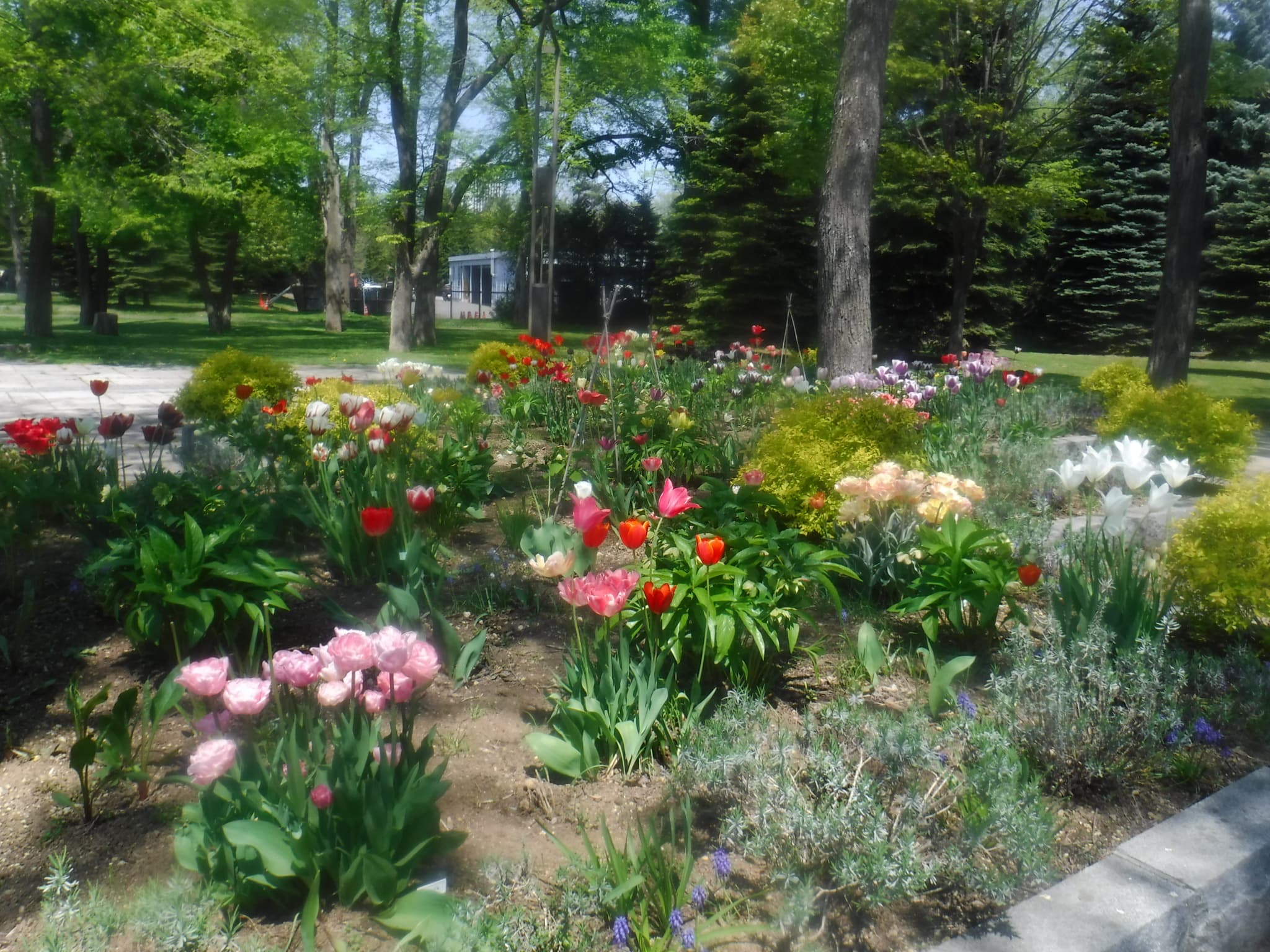 色とりどりのチューリップ