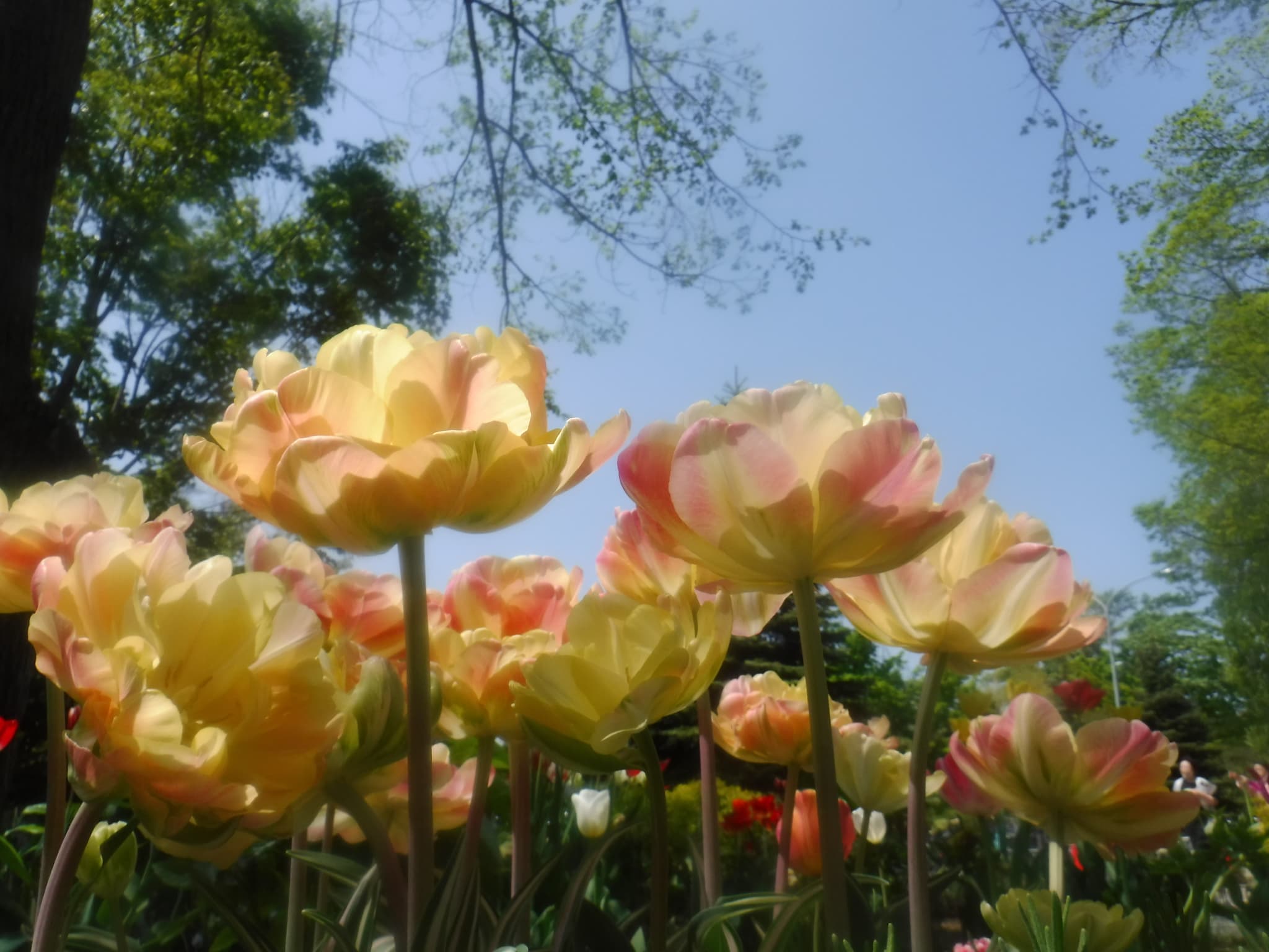 黄色のチューリップ