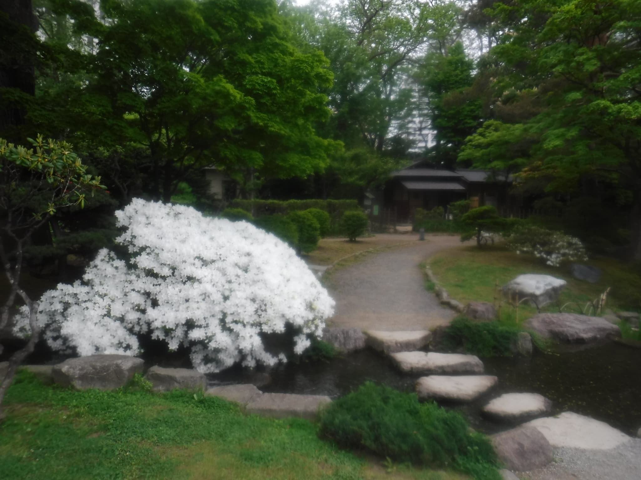 リュウキュウツツジ