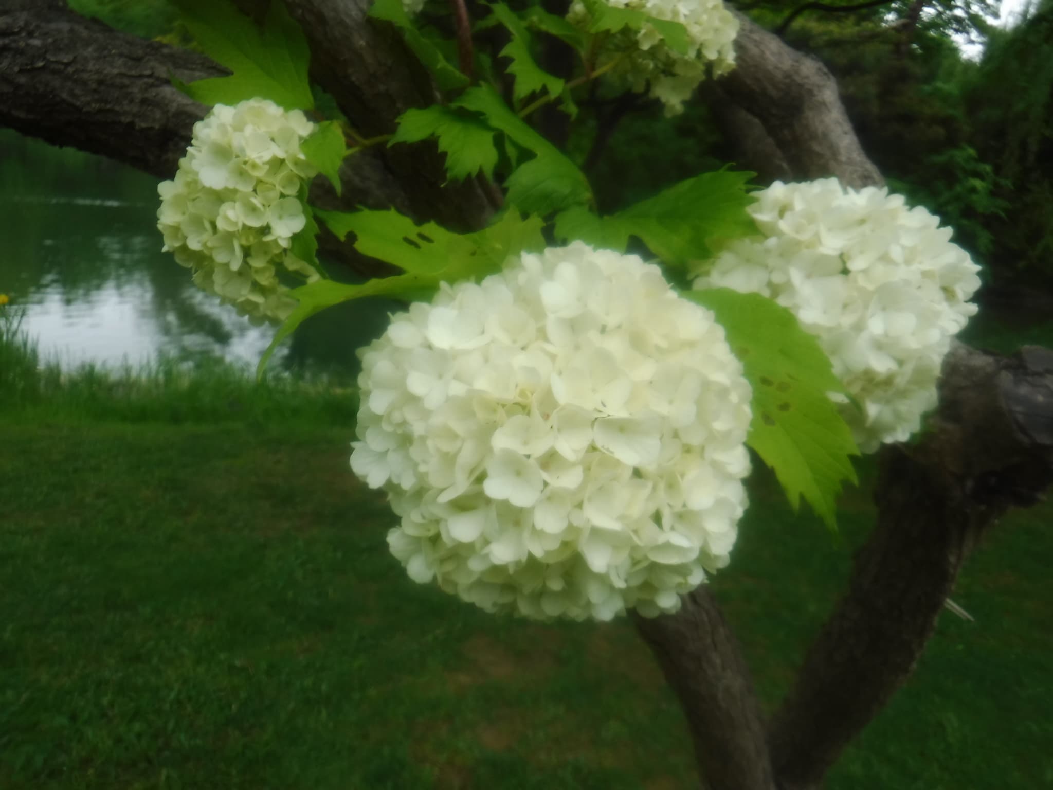 テマリカンボク