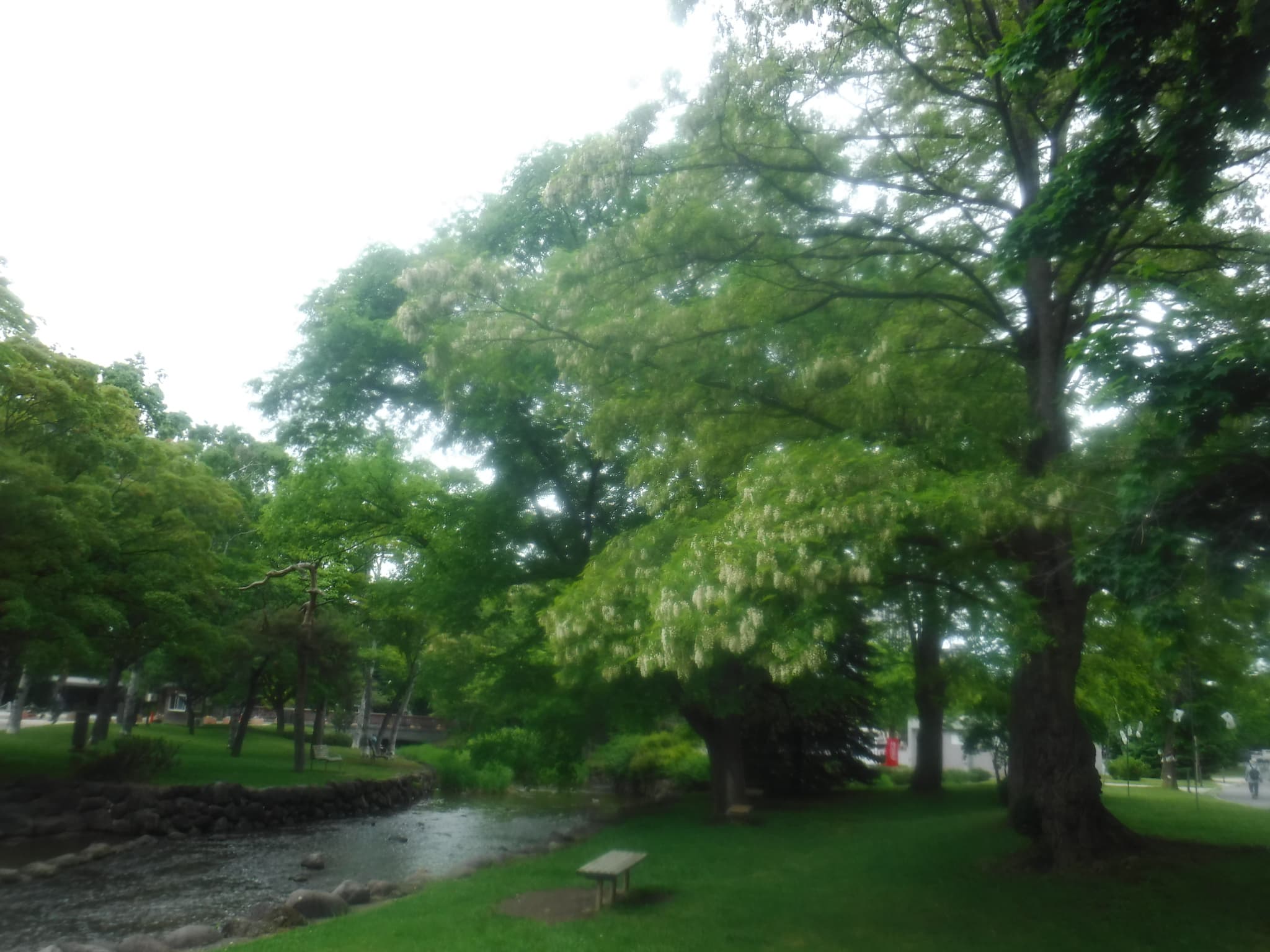 ニセアカシアの木