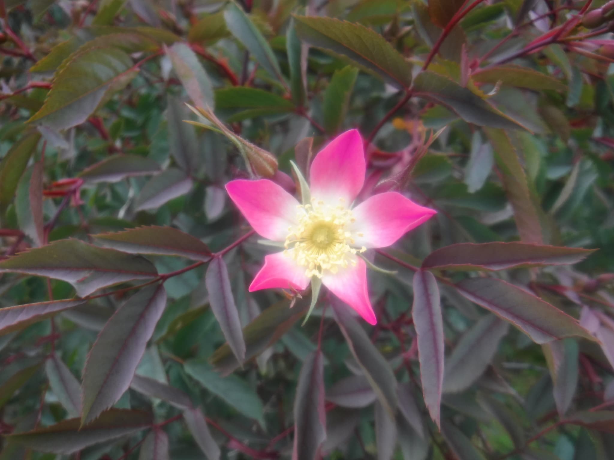 ロサグラウカのアップ写真