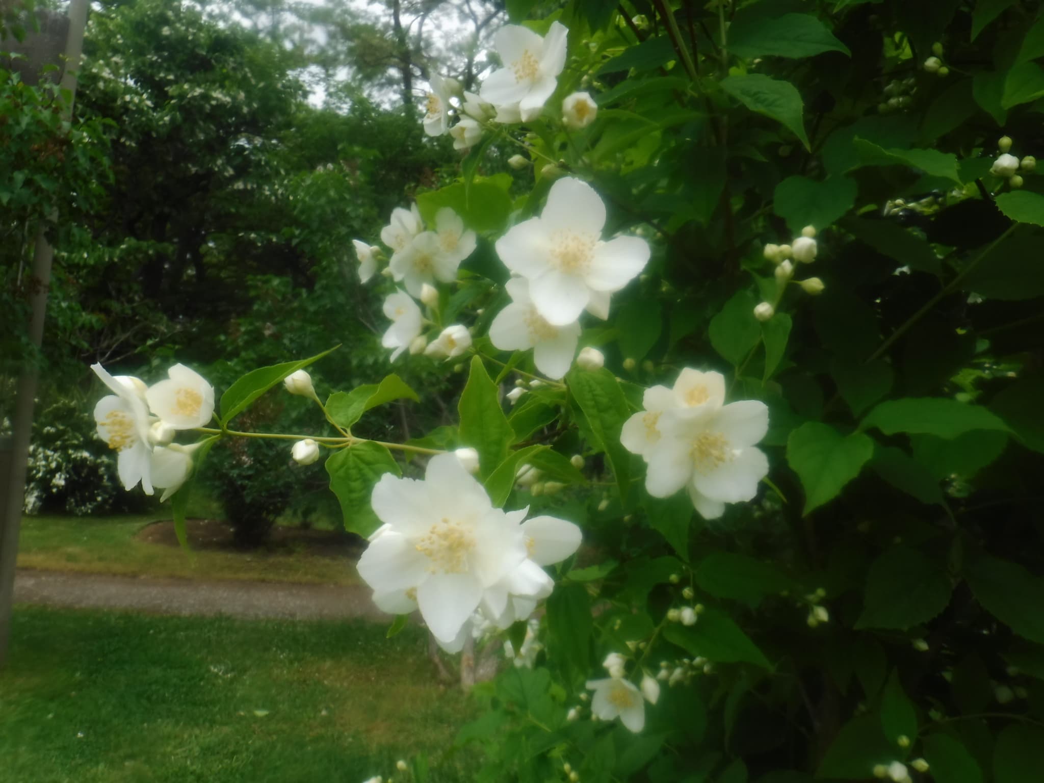 バイカウツギの花