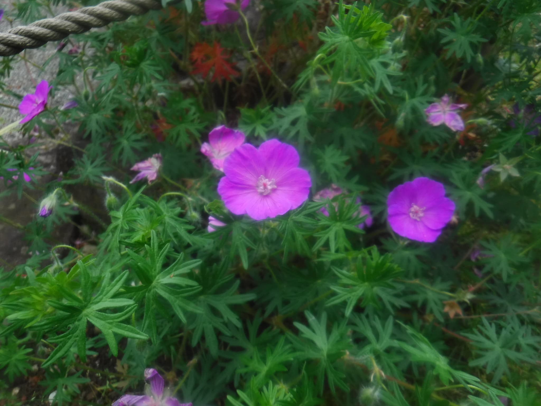 日本庭園に咲いている花