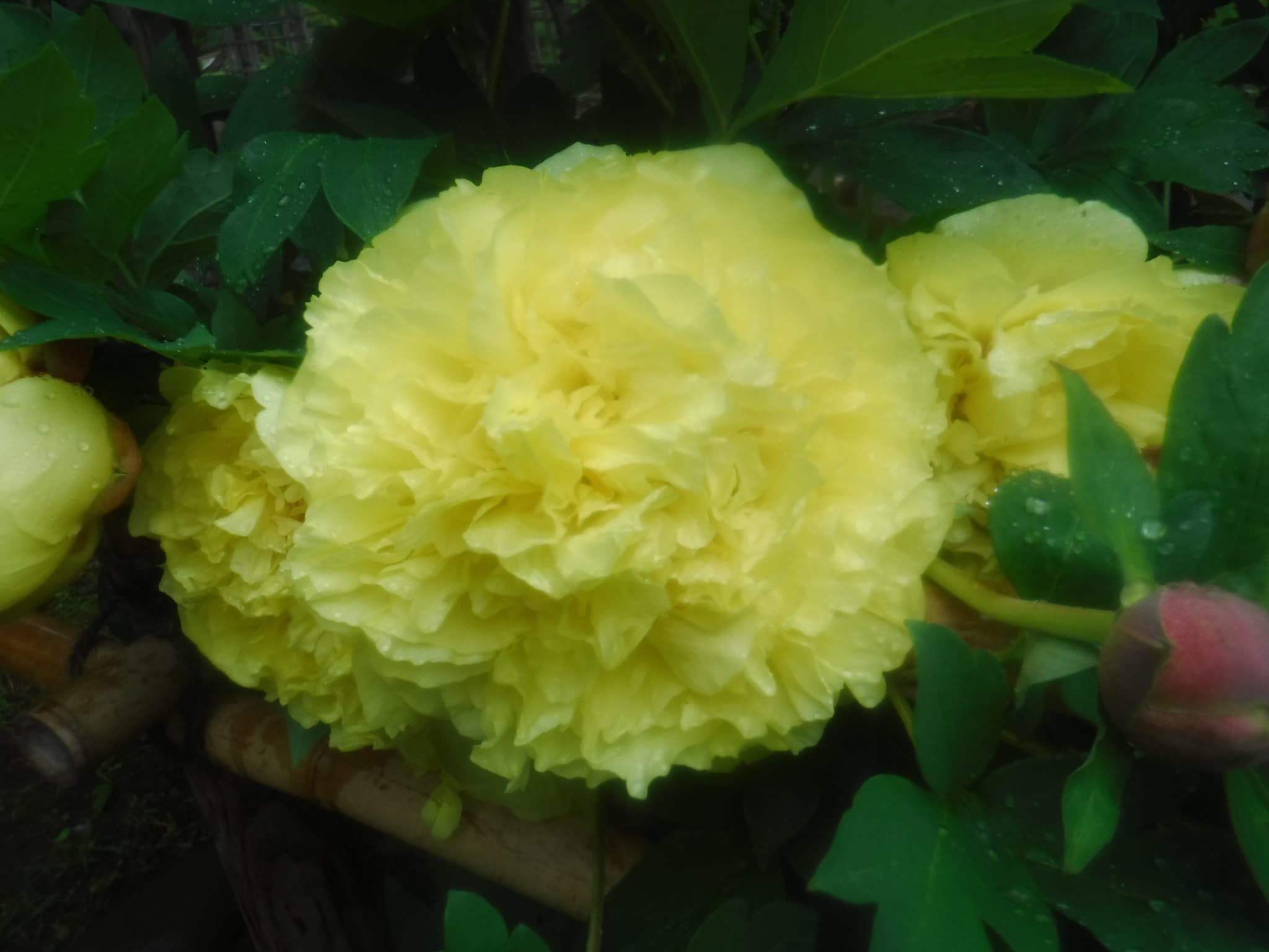 黄色いボタンの花