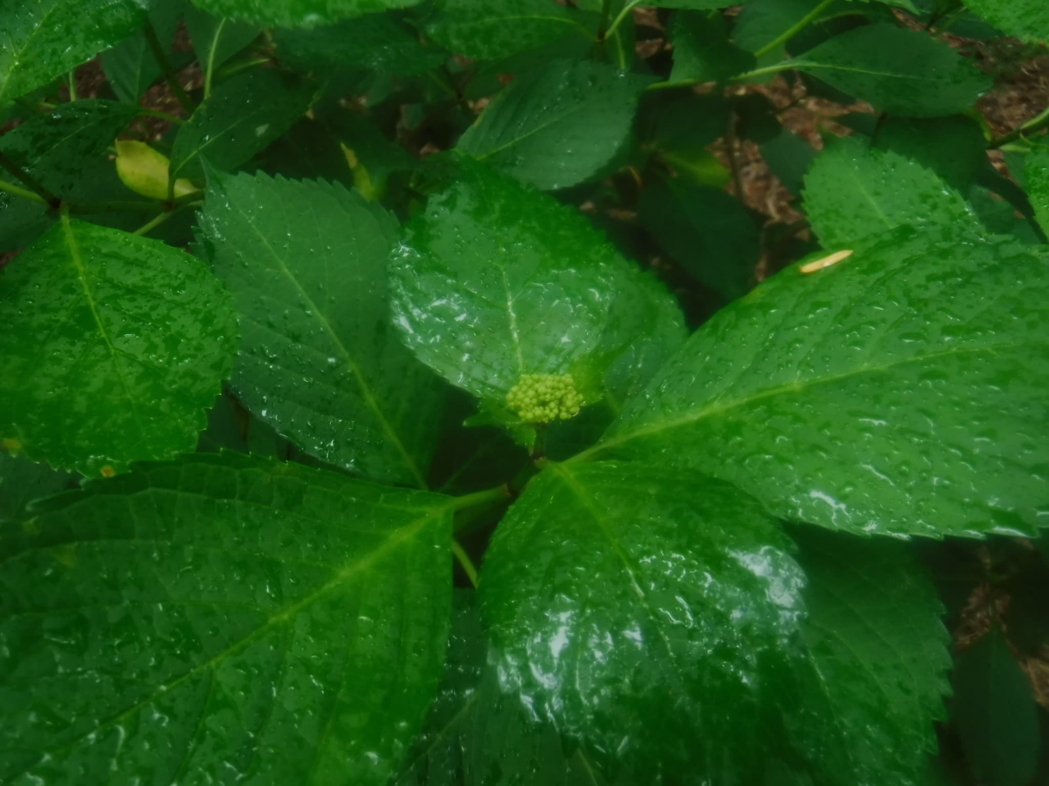 アジサイのつぼみ