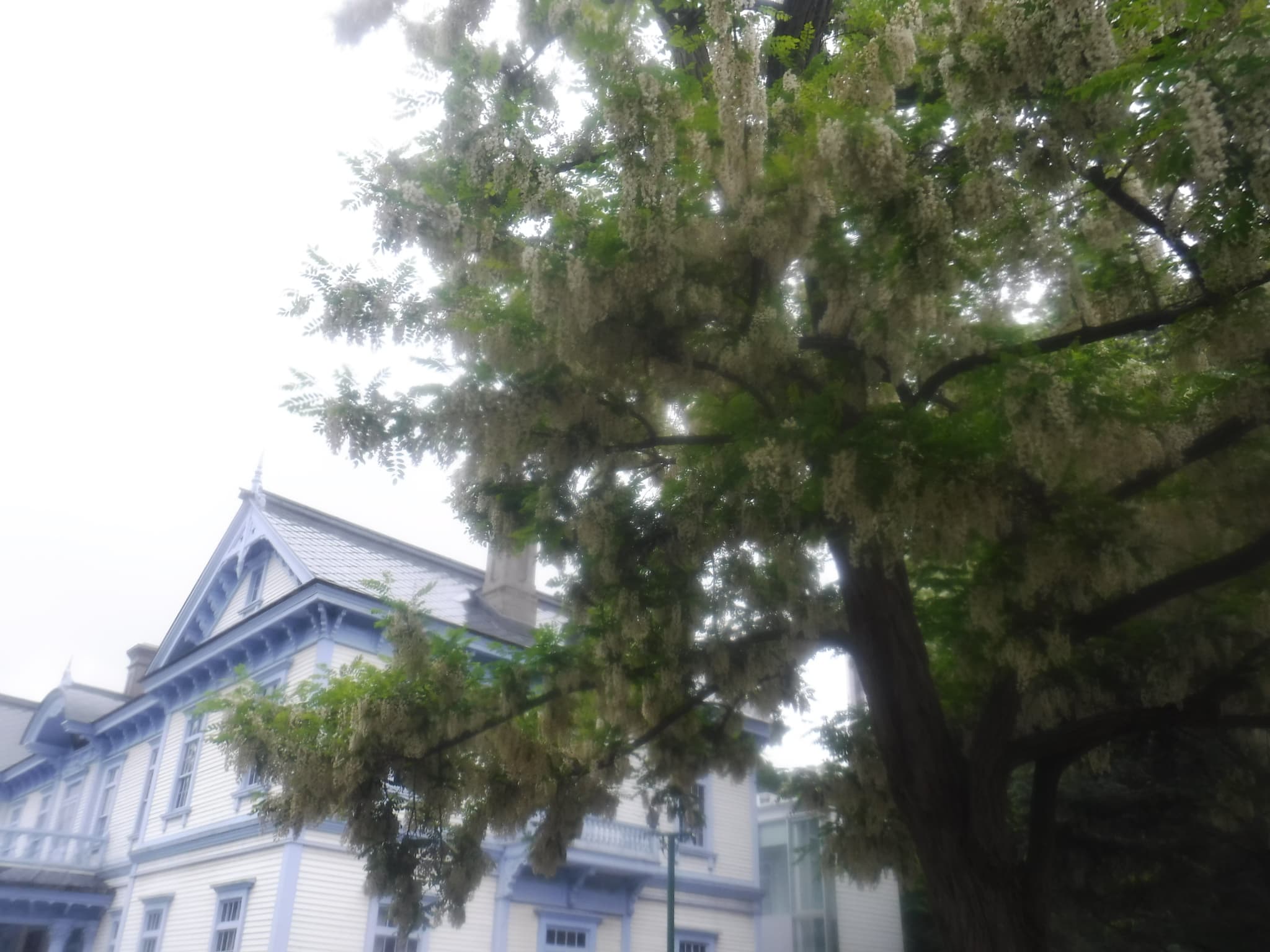 豊平館前のニセアカシア