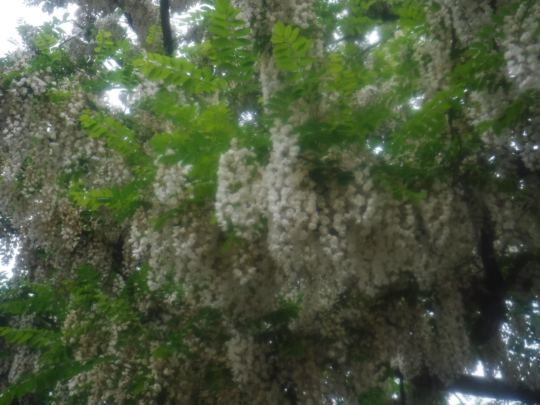 ニセアカシアの花