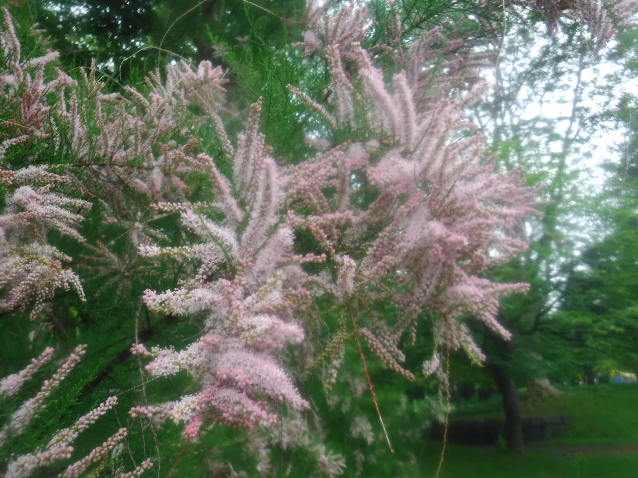 ギョリュウの花