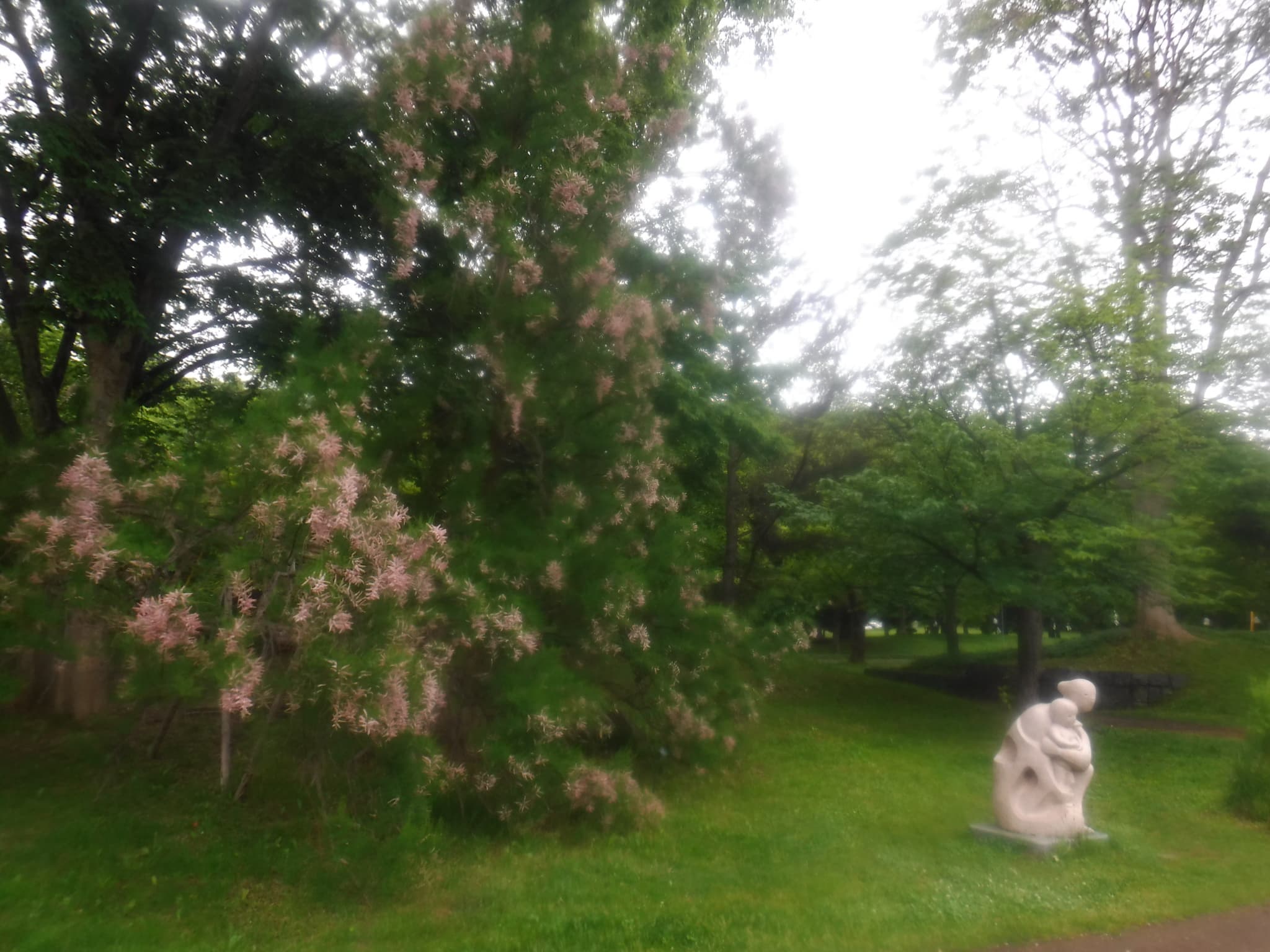 香りの広場のギョリュウ