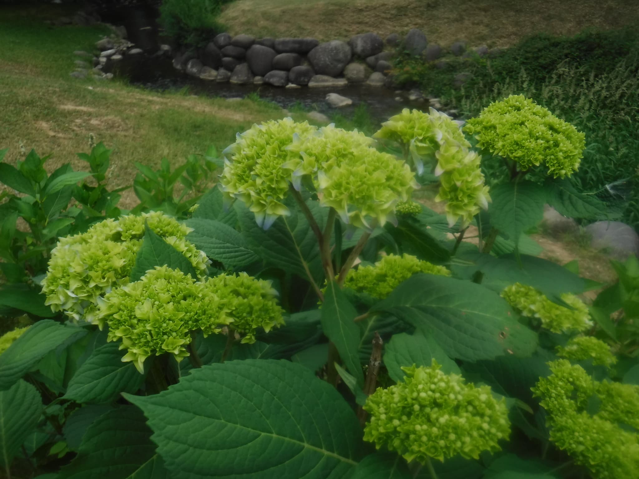 アジサイのつぼみ