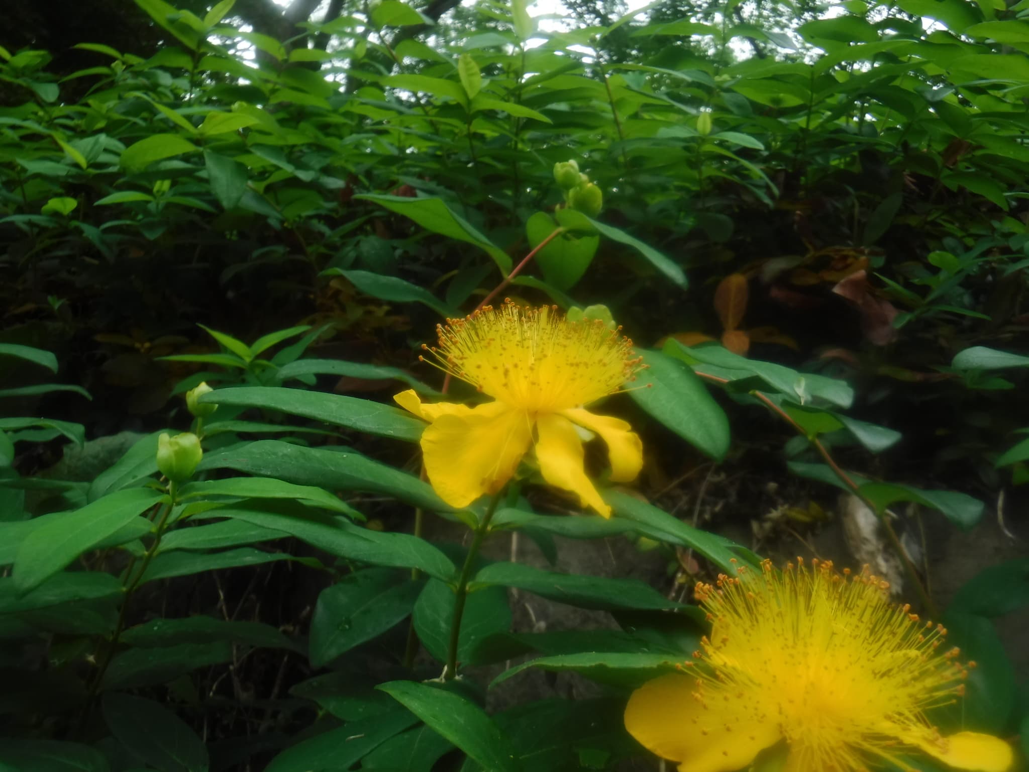 ヒペリカム・カリシナム