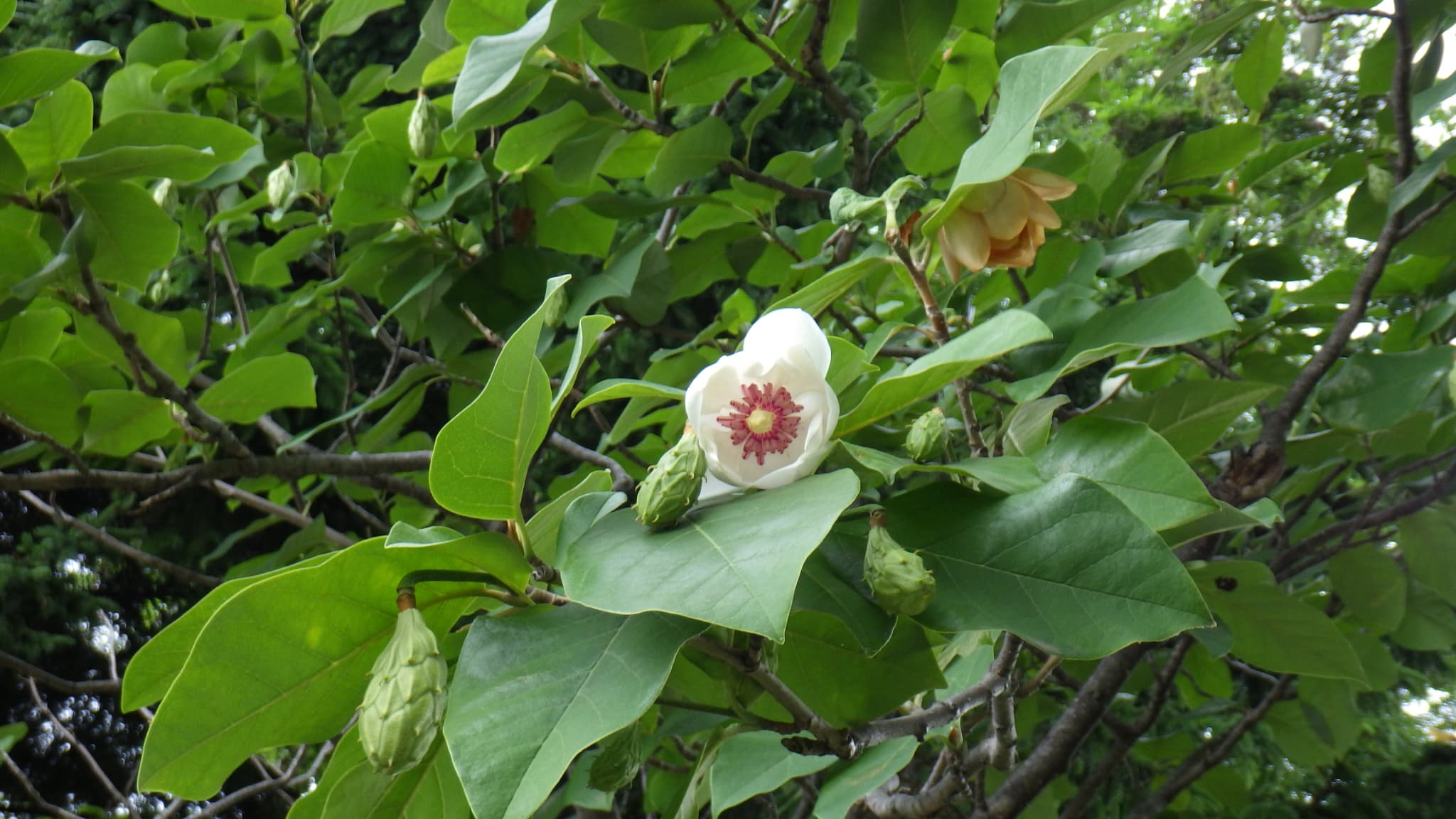 オオヤマレンゲ