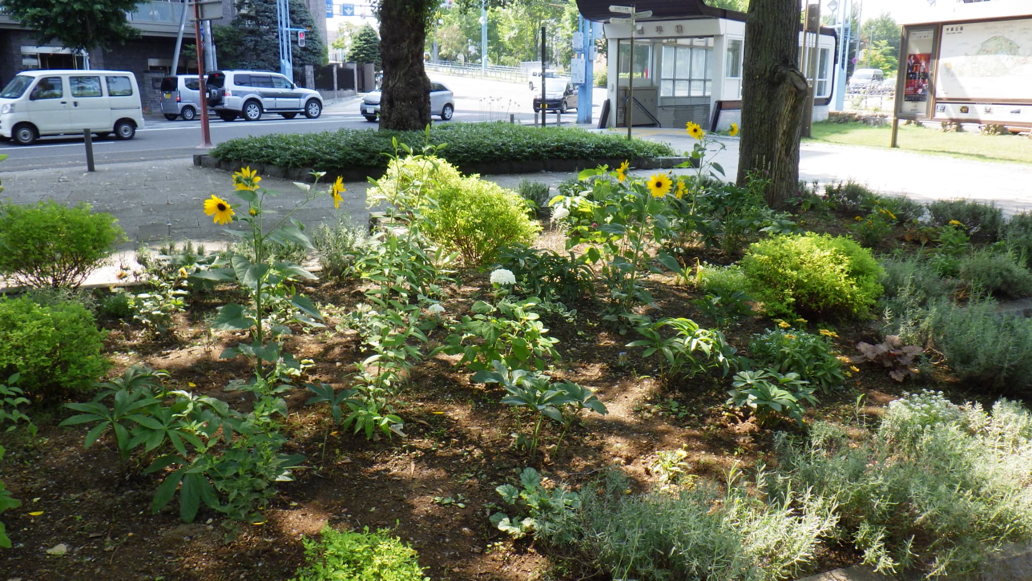 幌平橋駅そばの花壇