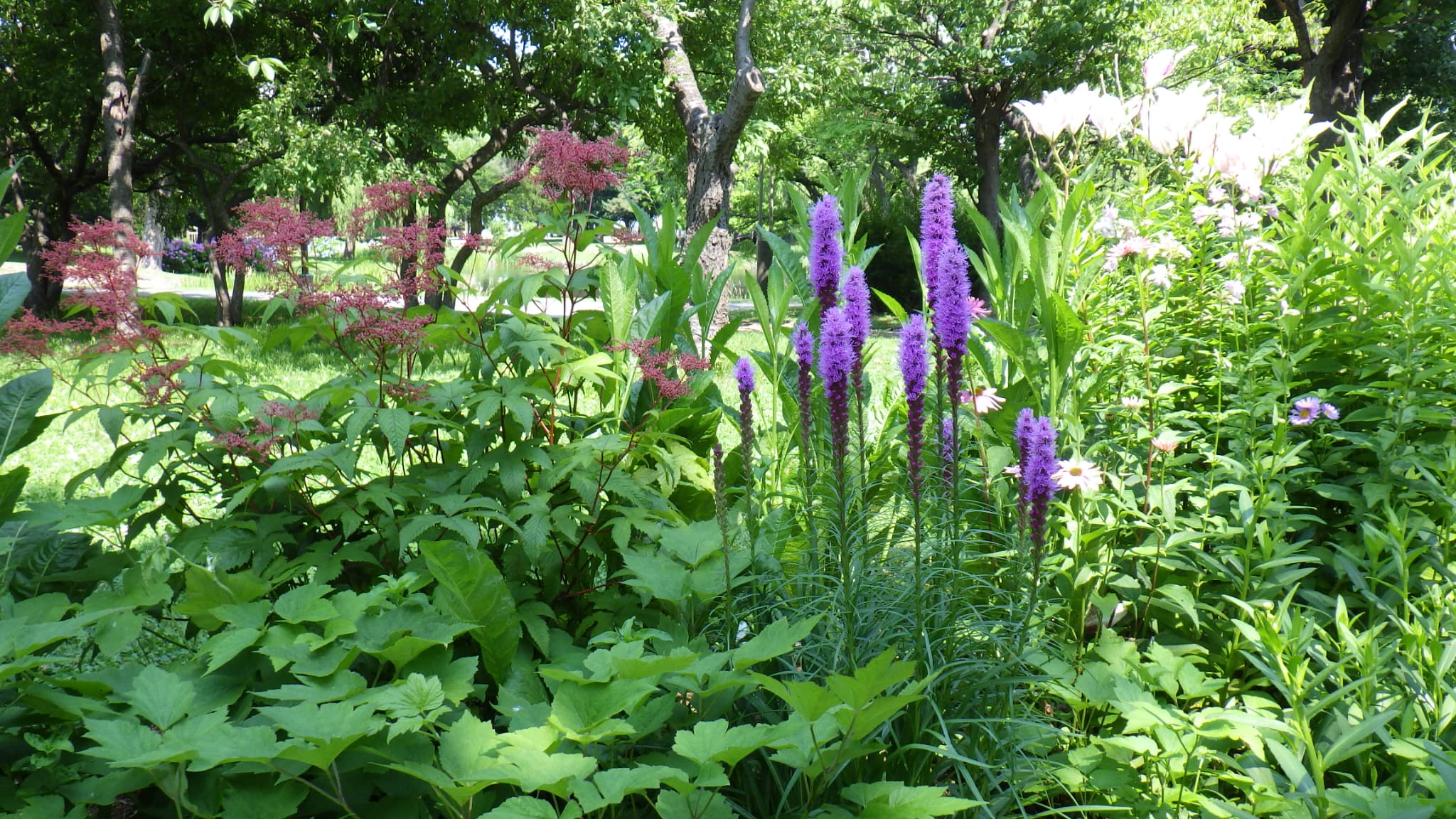 キョウカノコとリアトリス