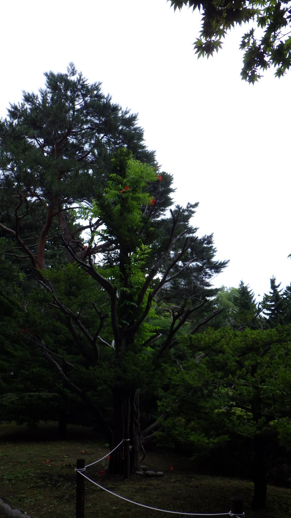 ノウゼンカズラ