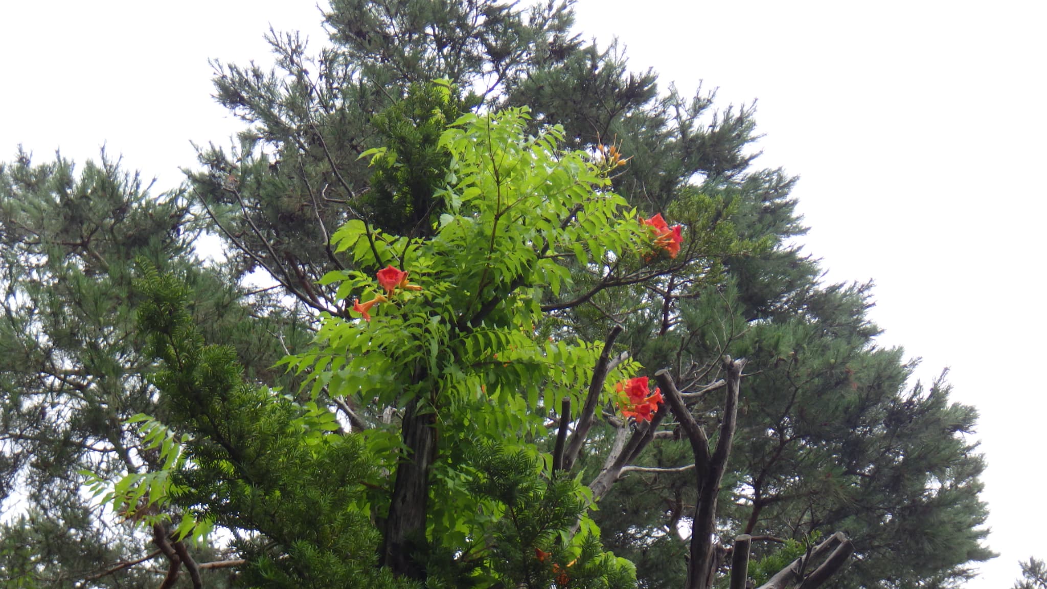 ノウゼンカズラ