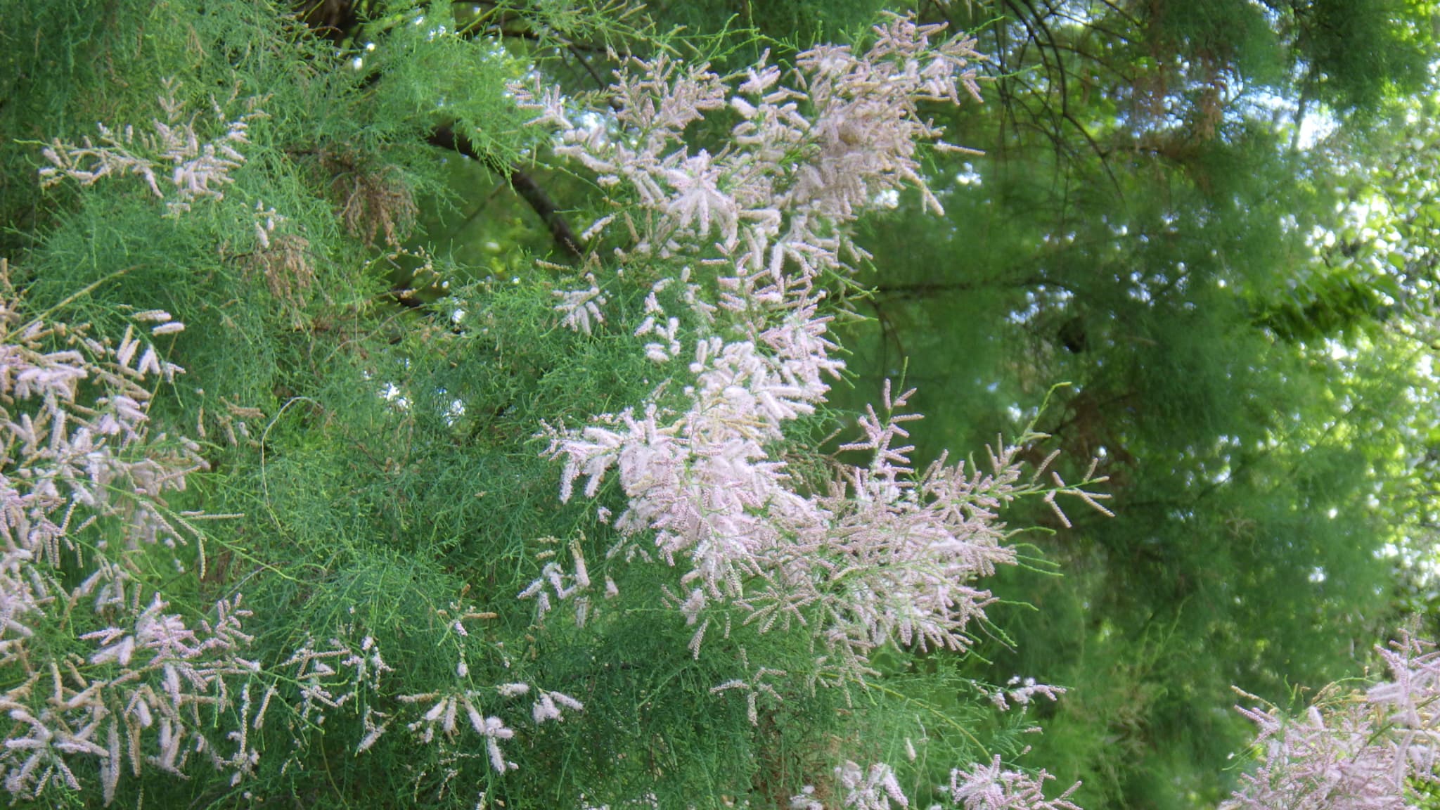 8月9日のギョリュウ