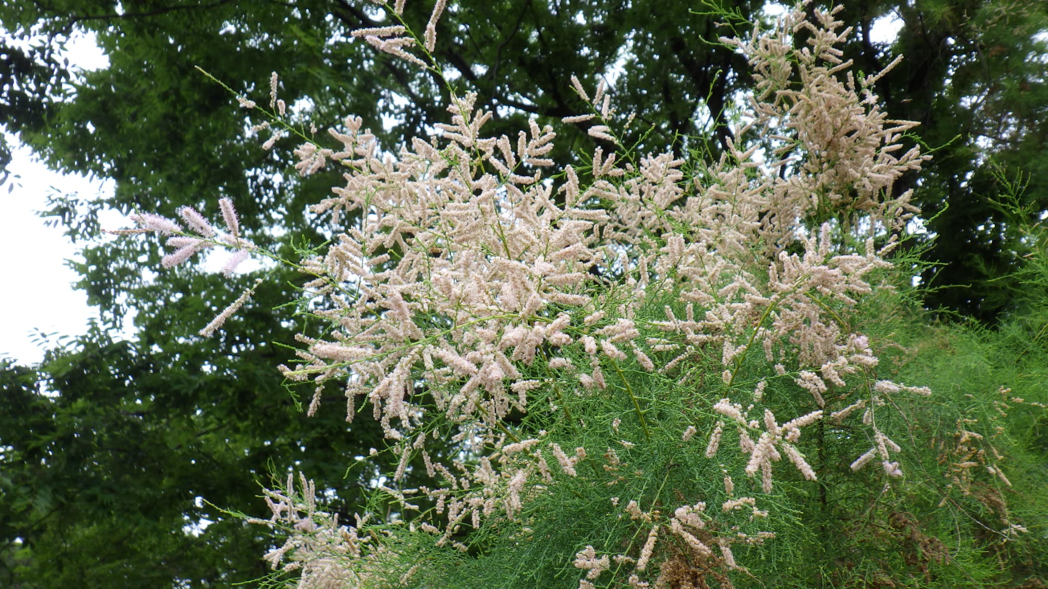 8月16日のギョリュウ