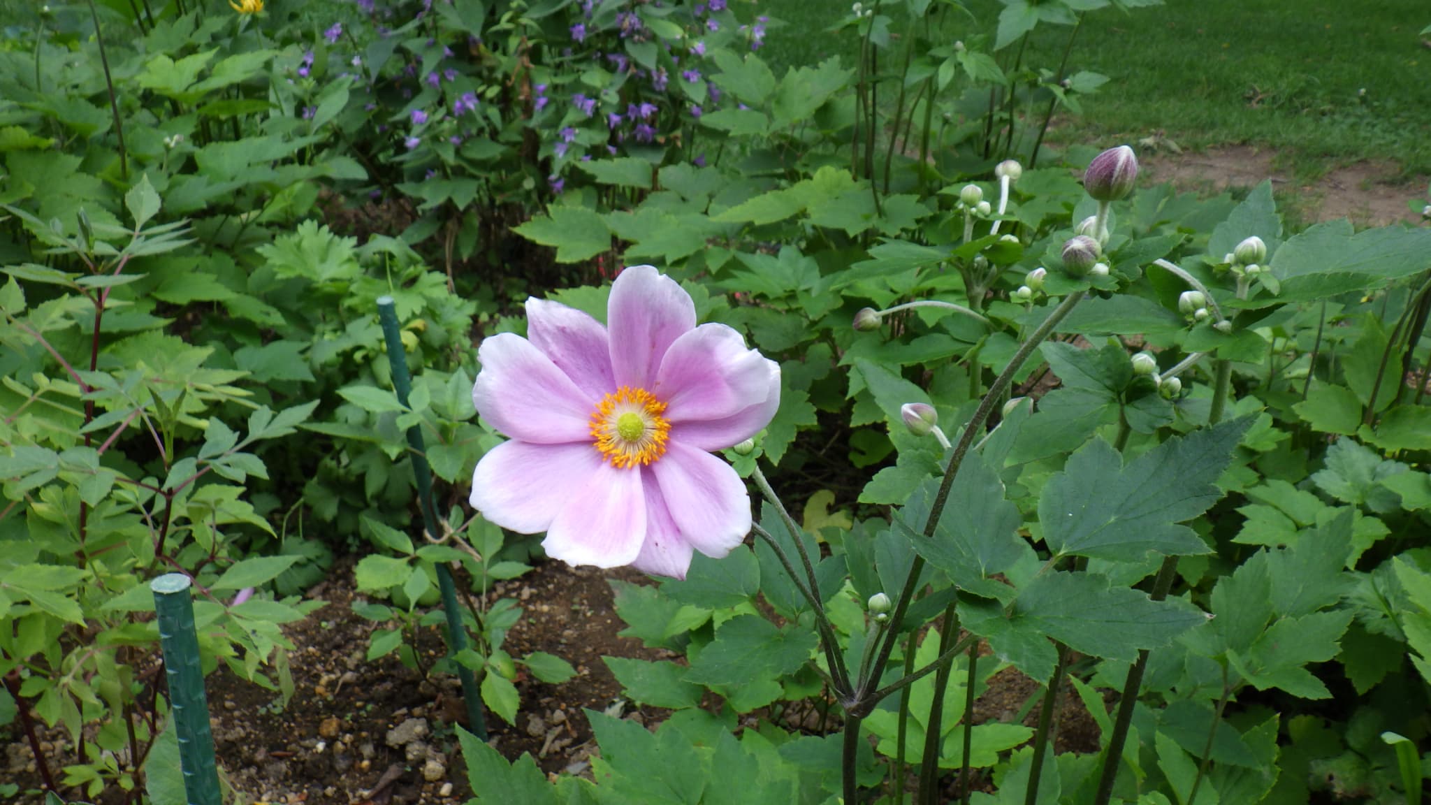 シュウメイギク