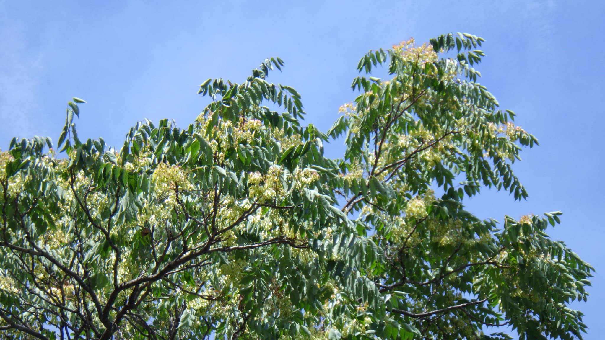 シンジュのアップ写真