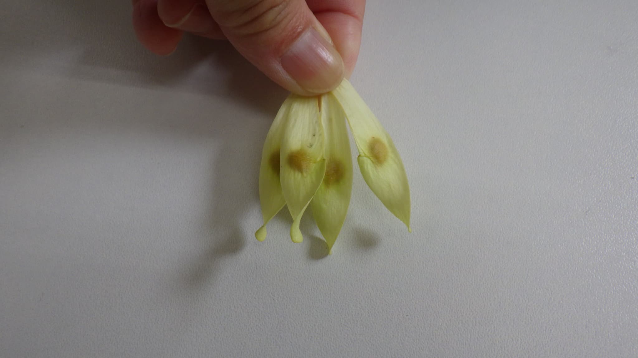 シンジュの4つの種