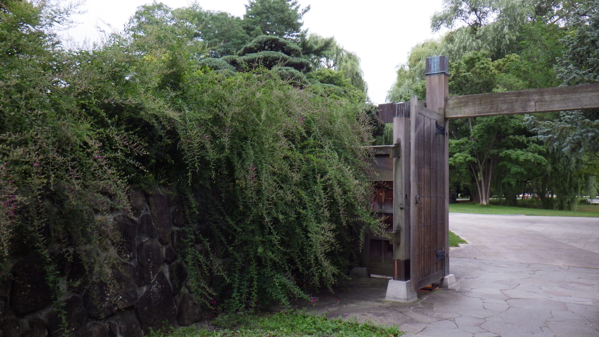 日本庭園のハギ