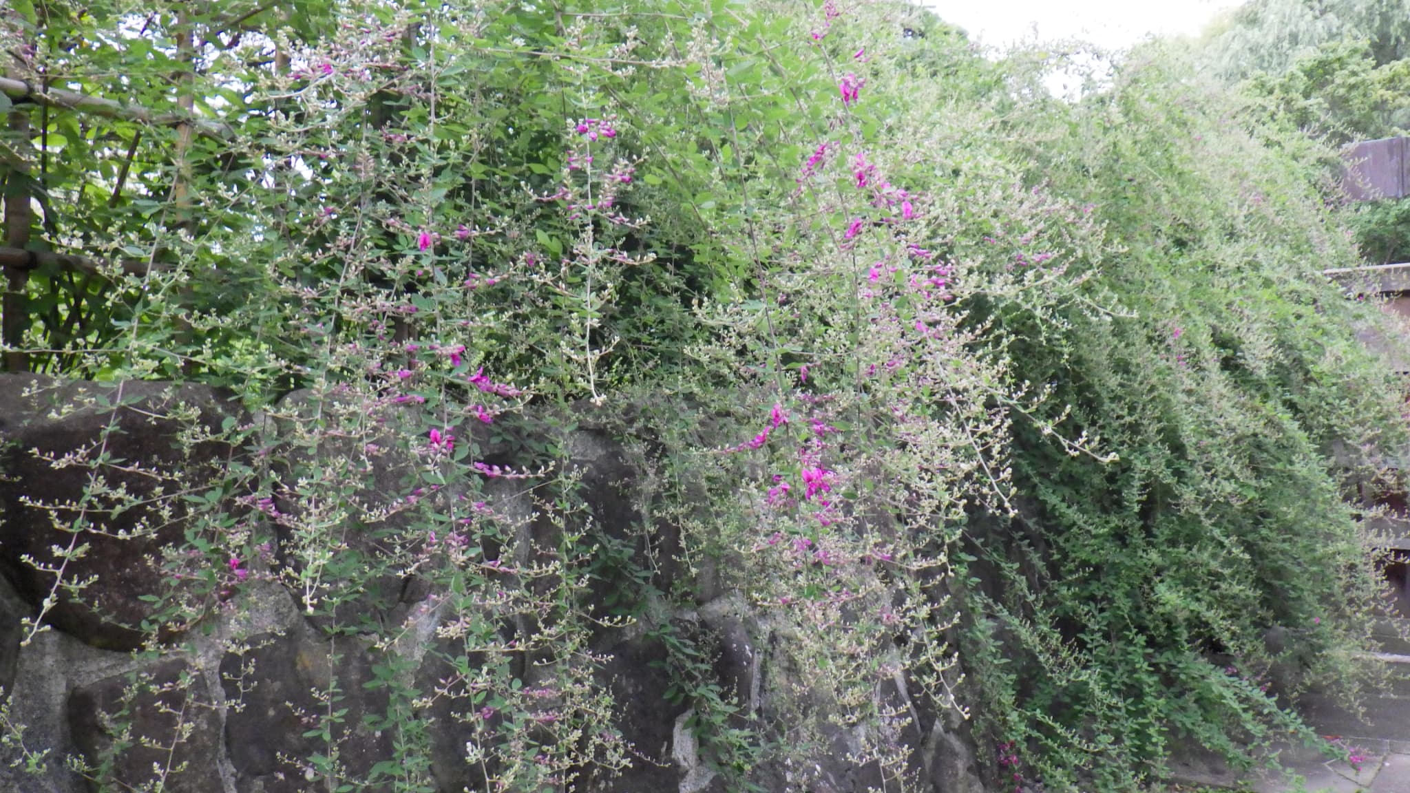 咲き始めたハギ