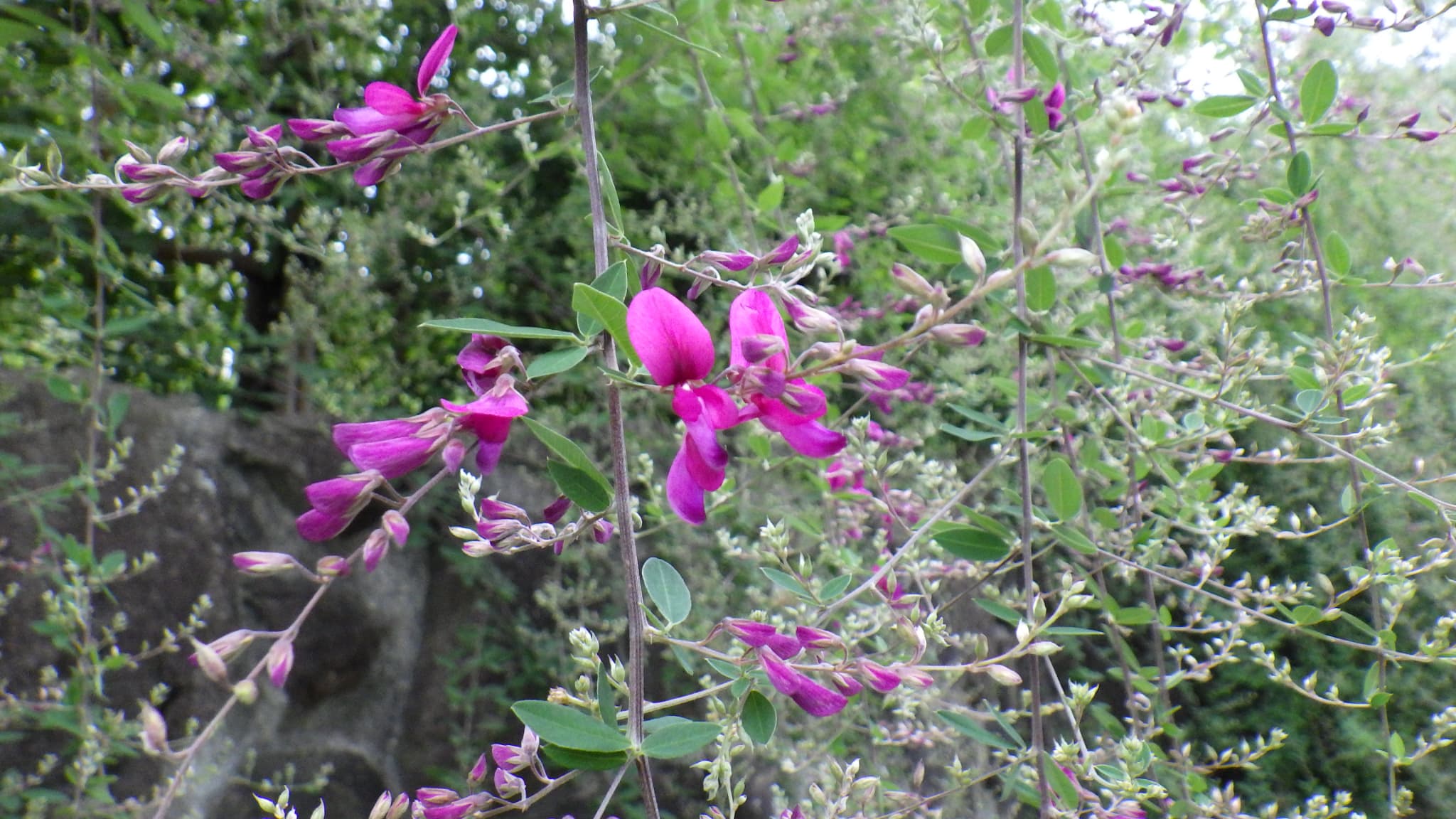 ハギのアップ写真