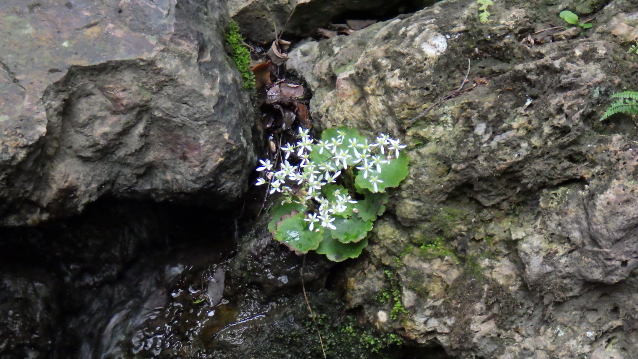 ダイモンジソウ