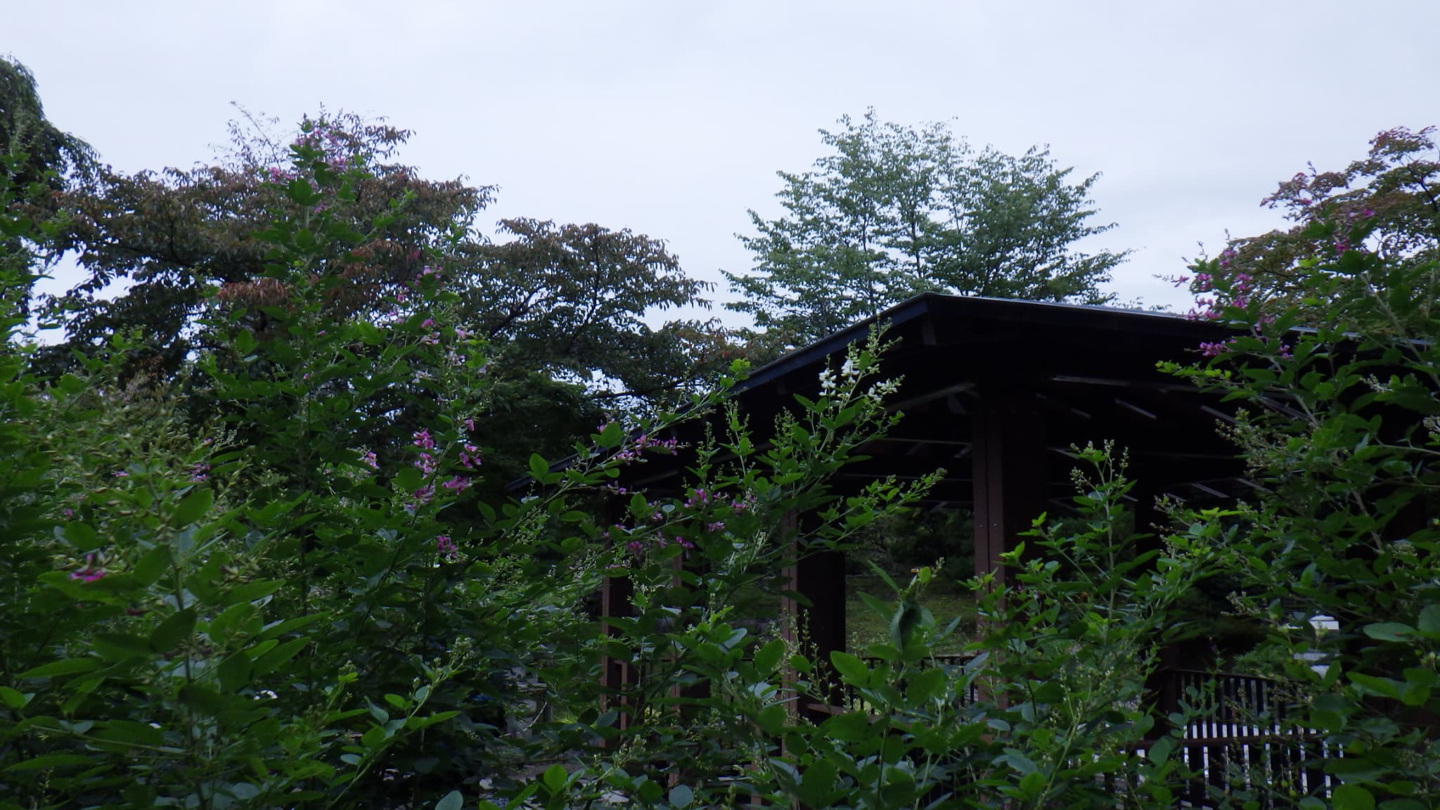 四阿そばのハギ