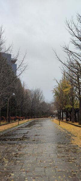 大園路のイチョウ並木2