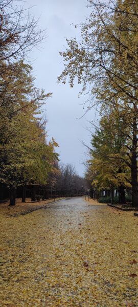 大園路のイチョウ並木
