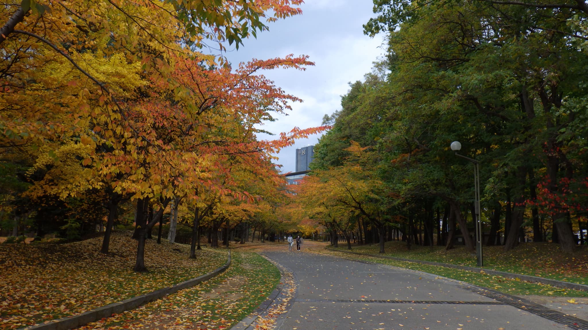 ソメイヨシノの紅葉