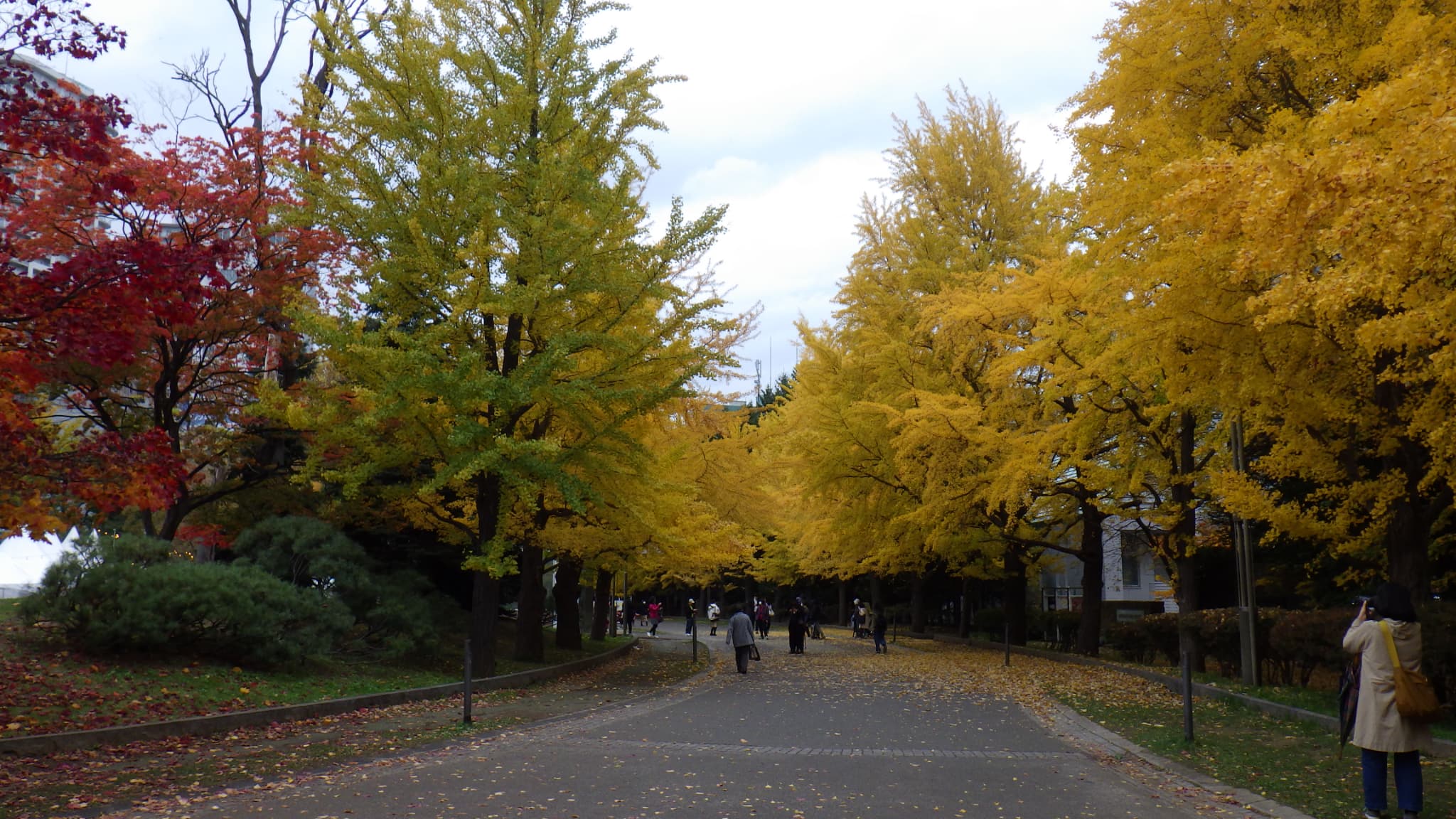地下鉄中島公園駅からの大園路のイチョウ並木