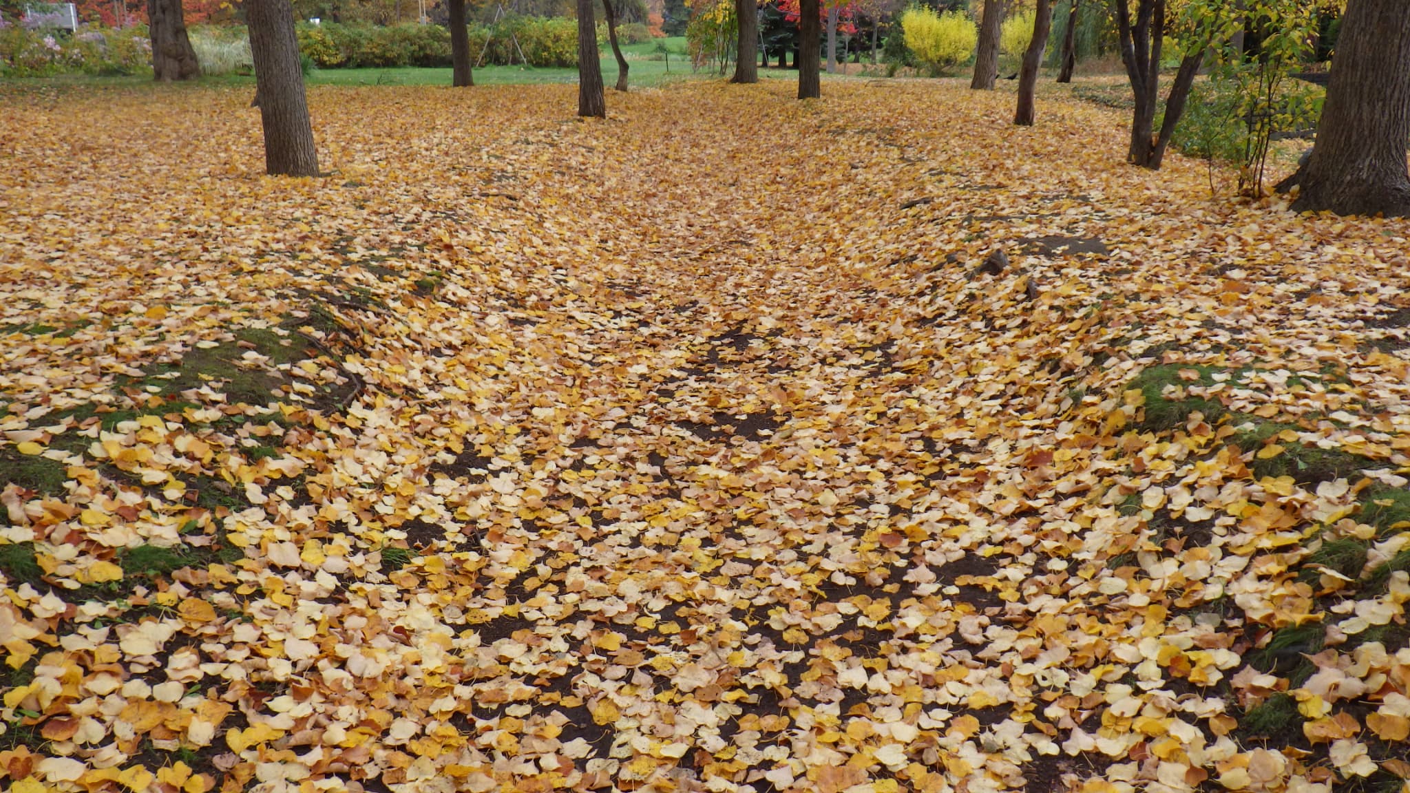 落葉のじゅうたん