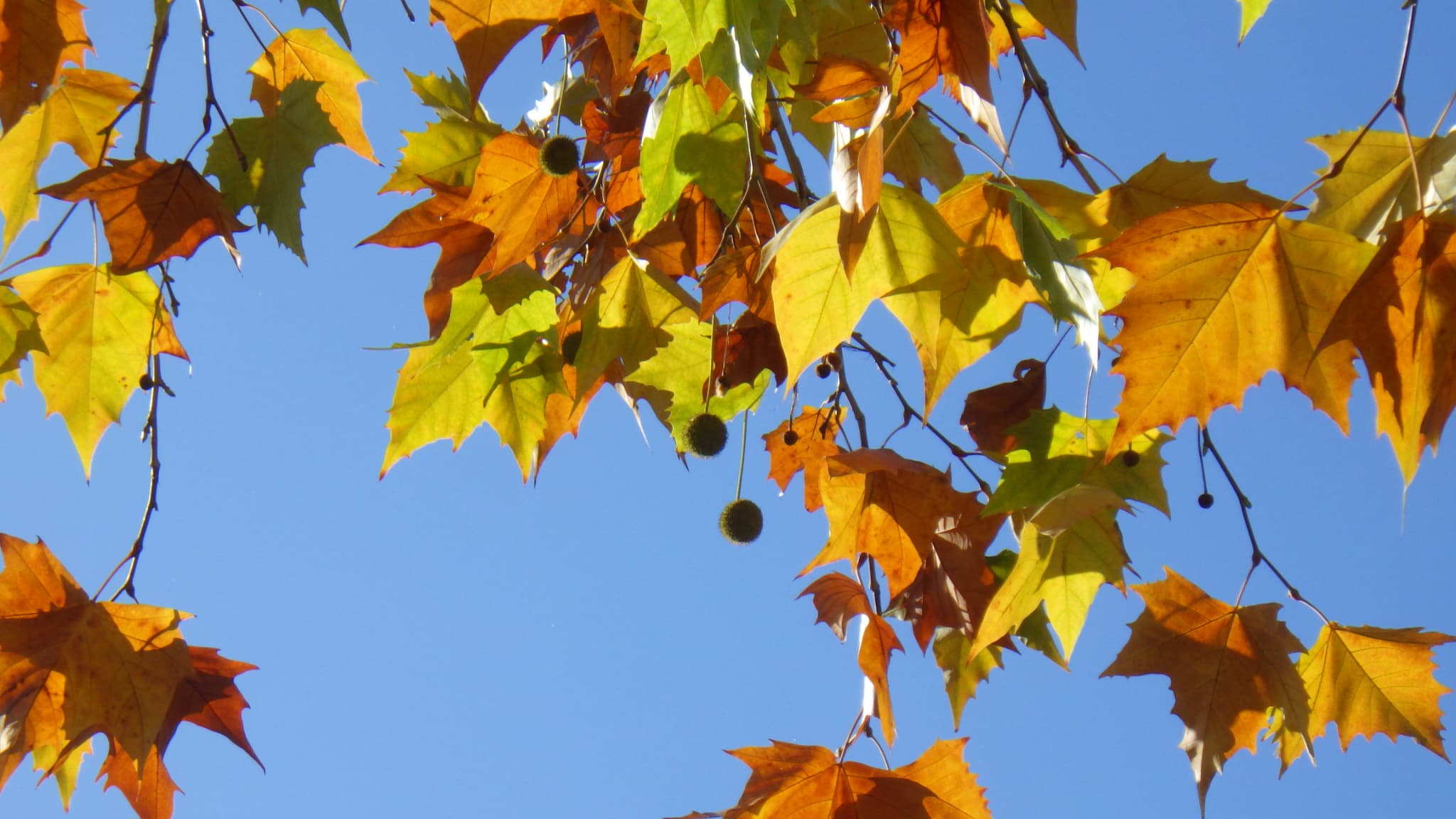 プラタナスの葉