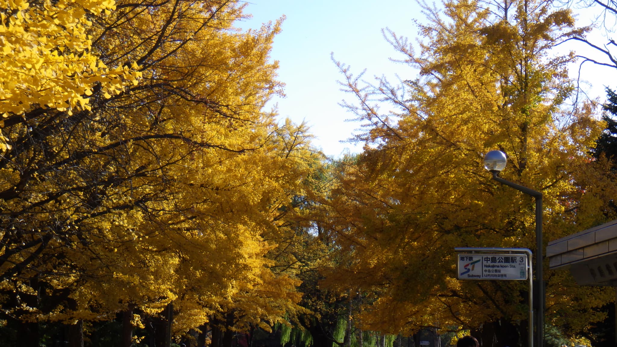 地下鉄中島公園駅からの大園路のイチョウ並木