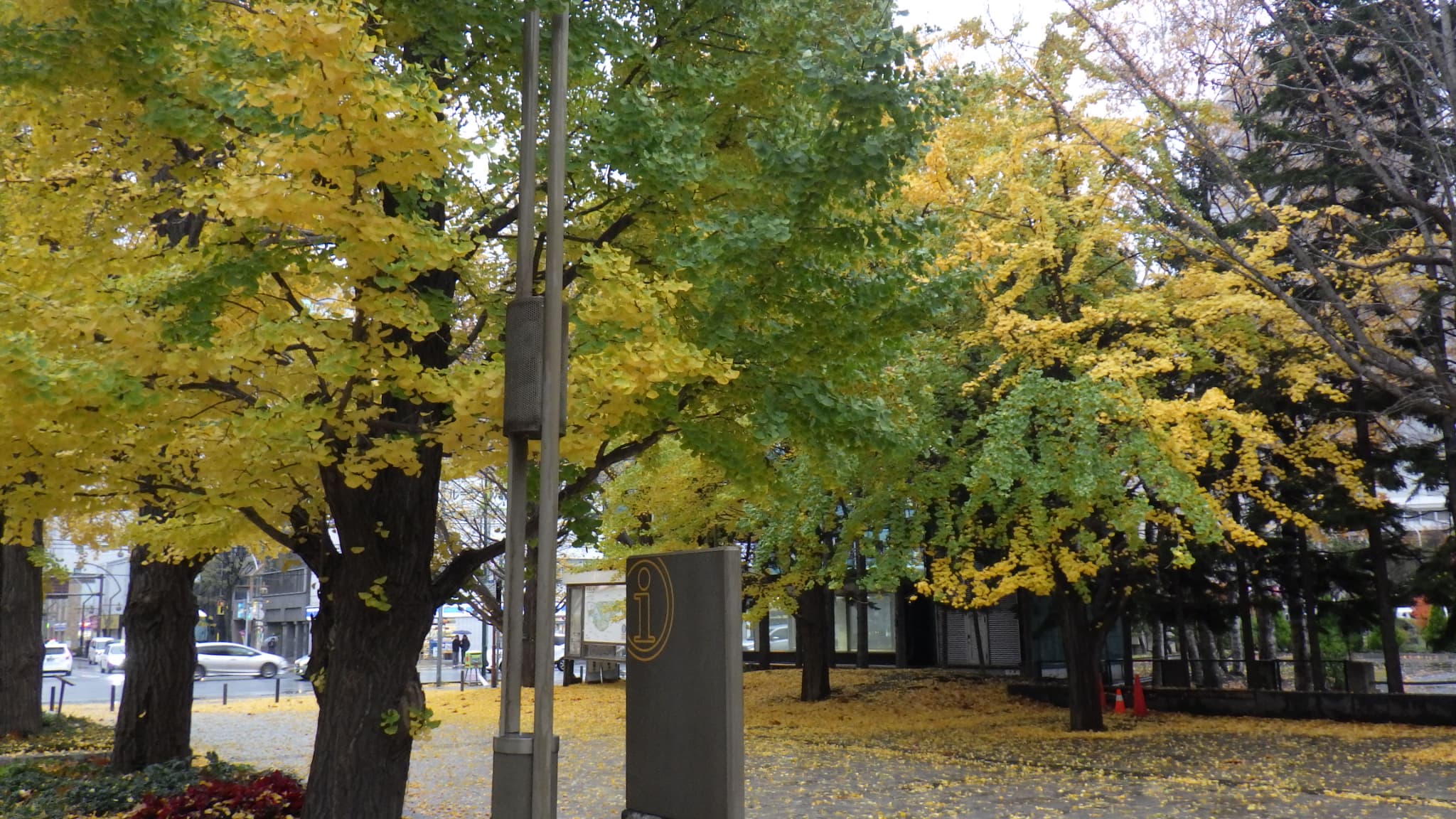 緑色のイチョウ