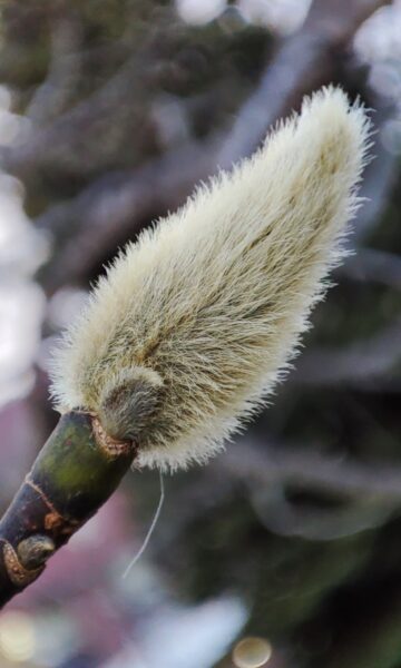 キタコブシの冬芽