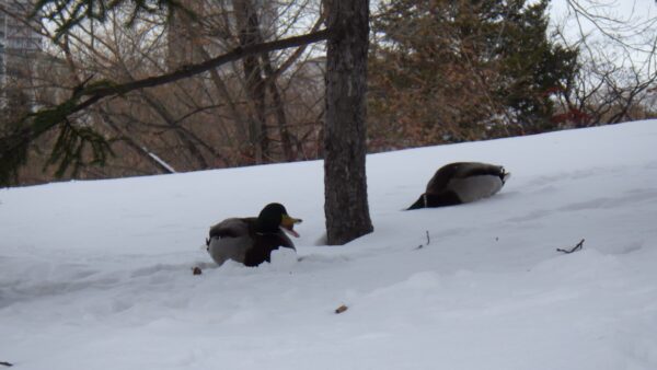カモさんのもぐもぐタイム