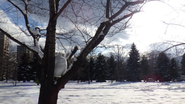 木にとまっている鳥みたいな雪玉