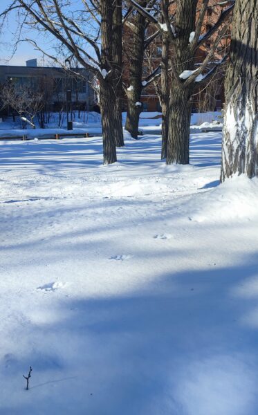 木に向かっている足跡