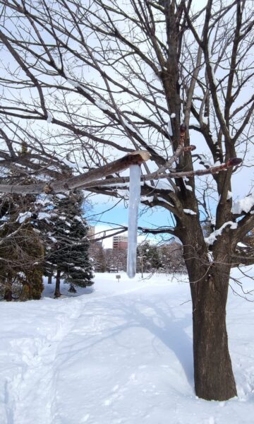 枝からのツララ