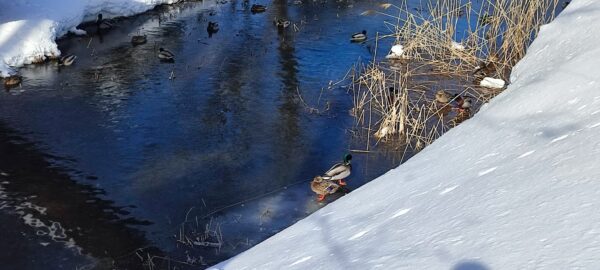 鴨々川にいるカモ