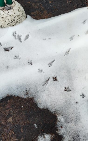 鳥の足跡